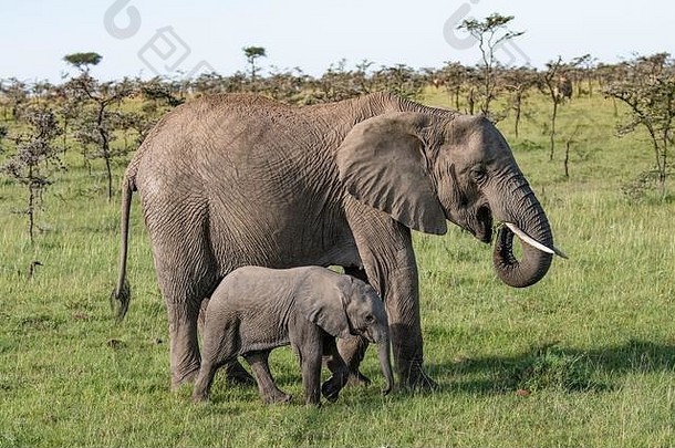 马赛马拉大草原上的<strong>非洲</strong>象妈妈和她的幼崽