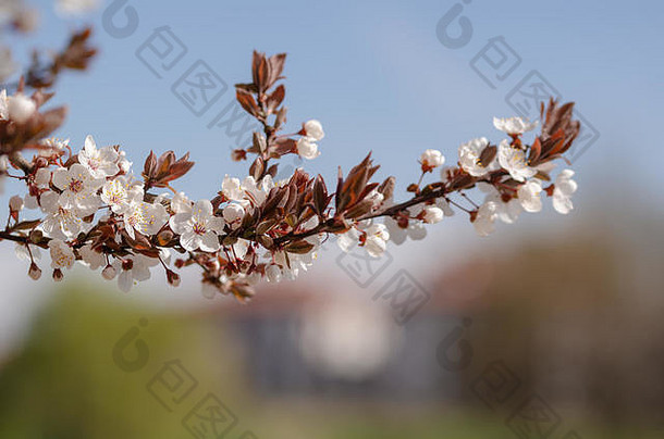 在模糊的背景上开白花的春天的树枝。
