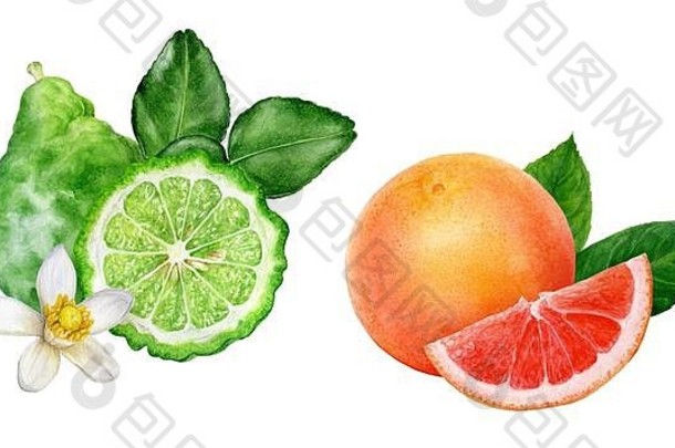 佛手柑叶，葡萄柚水彩，白色背景