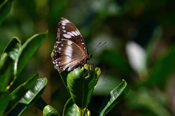 一种澳大利亚昆士兰夹竹桃蝴蝶，栖息在叶子上