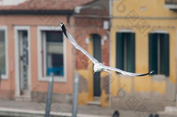 冬季阴天飞行的黄腿海鸥（意大利威尼斯）