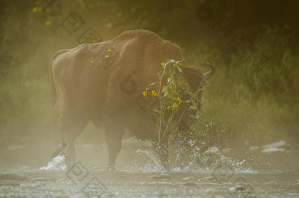 水中的欧洲野牛/美洲野牛。圣河。比斯扎迪山脉。波兰