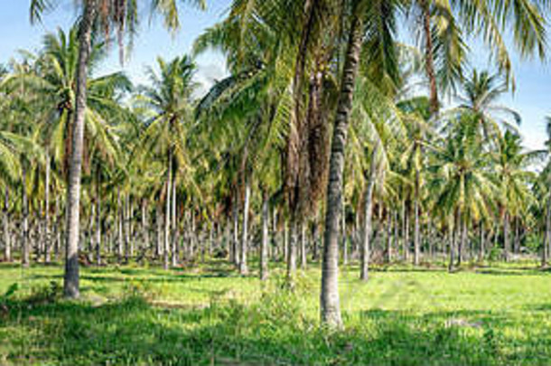 全景景观热带椰子树森林关花省越南南