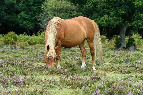 英格兰新森林中的野马