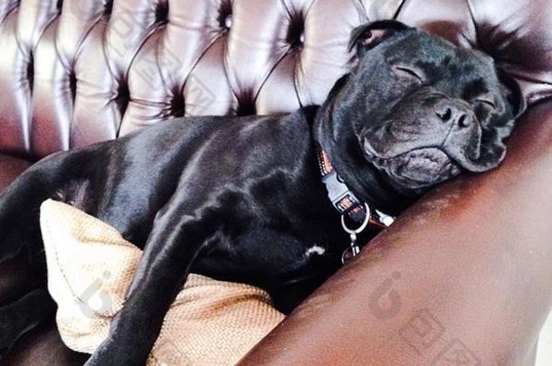 斯塔福德郡的猎犬抱着一个垫子，在皮沙发上<strong>酣睡</strong>。