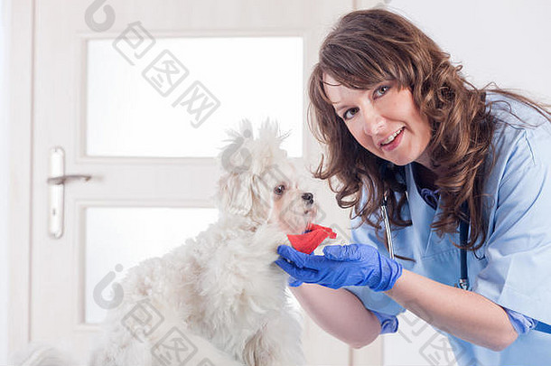 在兽医诊所，微笑的女兽医给狗的爪子绑上绷带