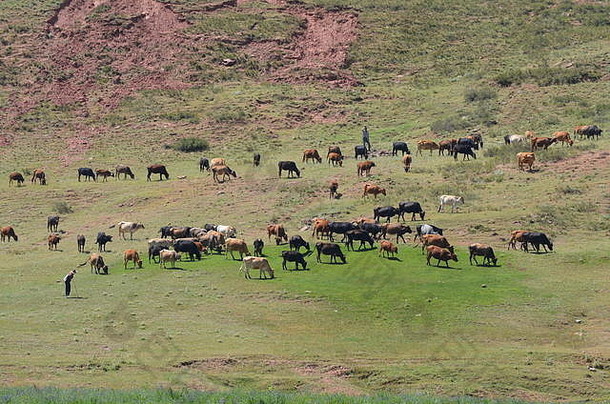 乌兹别克东南部希萨山脉的牧羊人在照看一大群牛群