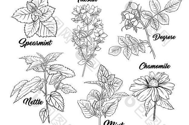茶树植物雕刻套装。绘制独立的手绘雏菊或洋甘菊花轮廓图。山茱萸、薄荷、土桑香草。<strong>草药</strong>荨麻。白色皮肤上的芳香疗法