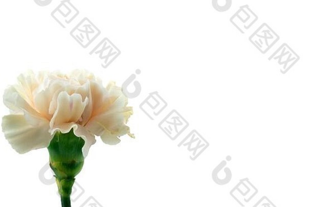 一朵淡粉色康乃馨花，为美容或spa而隔离在白色背景上。用柔和的颜色空间。