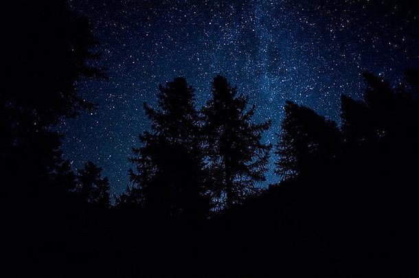 布满星星的晚上天空树轮廓