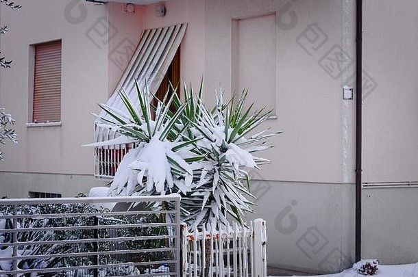 粉红色房子前的雪地植物（意大利，佩萨罗）