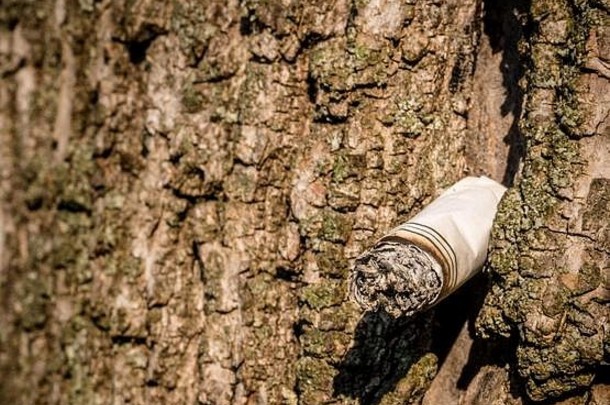 一些无知的人在树皮树上留下的香烟。火灾危险。保持自然清洁和安全。