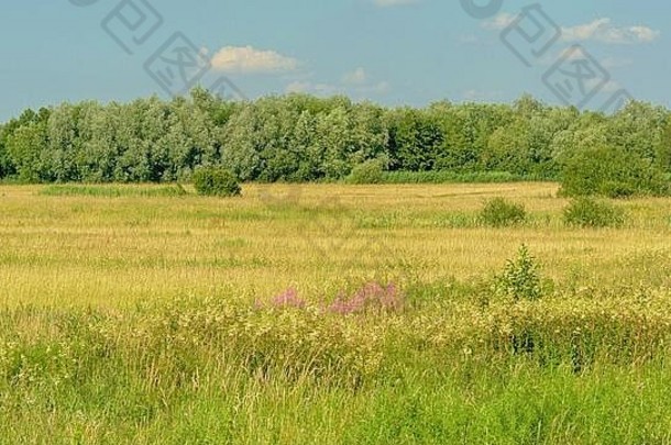 比利时佛兰德斯卡尔肯斯-米尔森自然保护区，蓝天下郁郁葱葱的草地和树木。