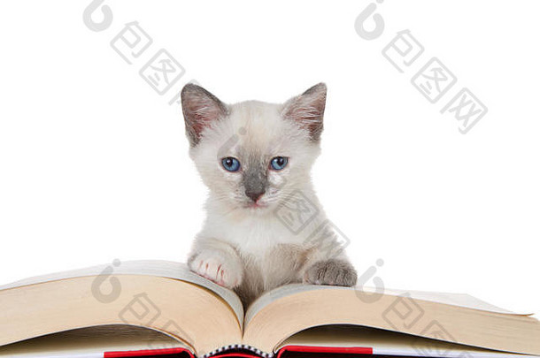 可爱的暹罗小猫躺在故事书上，直视着观众。白色的隔离带。教育、娱乐、动物滑稽动作。