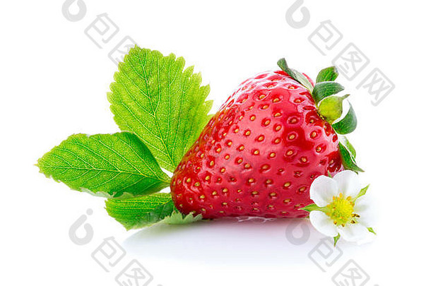 草莓绿色叶花孤立的白色背景