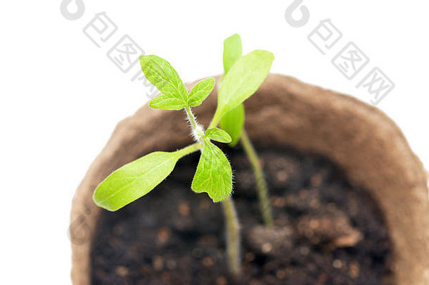 西红柿幼苗在一盆泥炭地上栽上一层白色