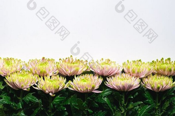 彩色菊花以白色背景为春花概念。