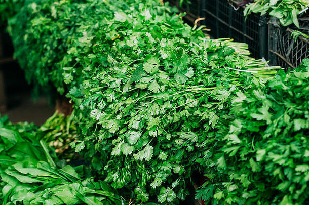 巴兹市场陈列柜上，近距离观看一束束新鲜的芳香绿叶，包括欧芹和胡荽叶香菜