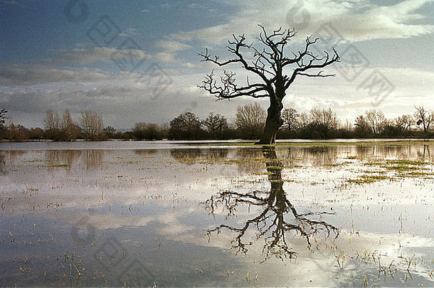 英国格洛斯特郡特克斯伯里附近一棵被洪水围困的树