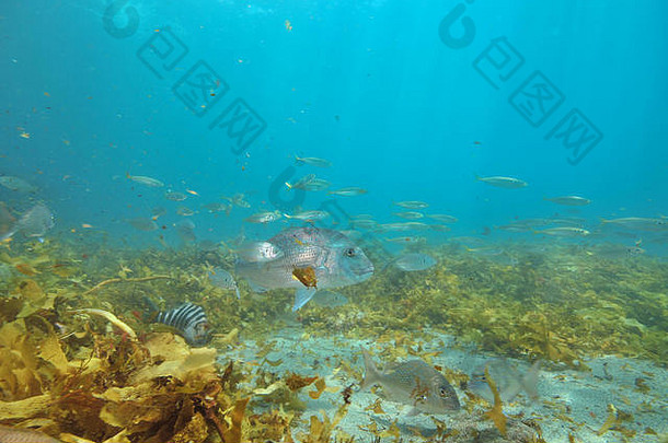 小鱼物种大澳大拉西亚人鲷鱼pagrusauratus平桑迪底覆盖棕色（的）海藻