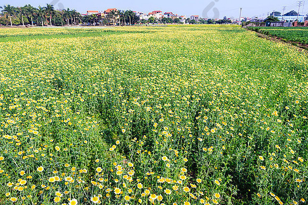 越南的稻田梯田