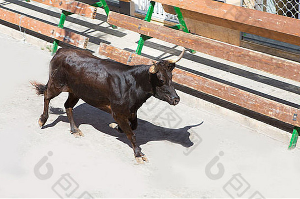 牛街传统的党西班牙运行公牛队