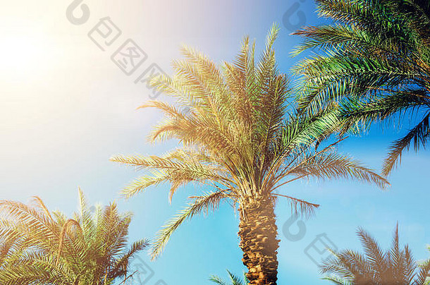 绿色的热带棕榈树覆盖着晴朗的蓝天。<strong>暑期旅游</strong>概念。假期背景。具有空间的棕榈叶和树枝纹理。