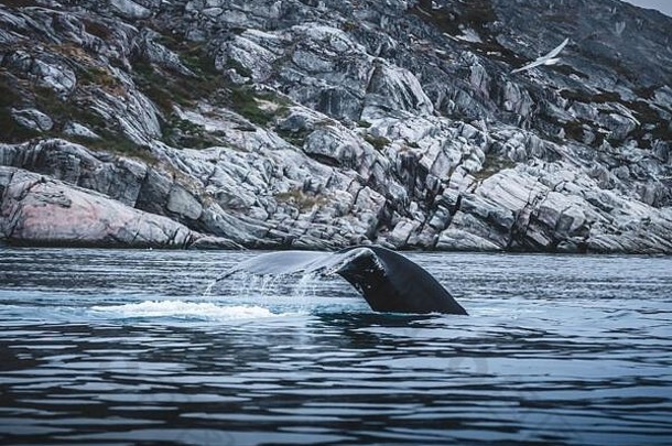 座头鲸鲸鱼显示白色好大西洋海洋伊卢利萨特潜水海洋喂养蓝色的水打击照片格陵兰岛