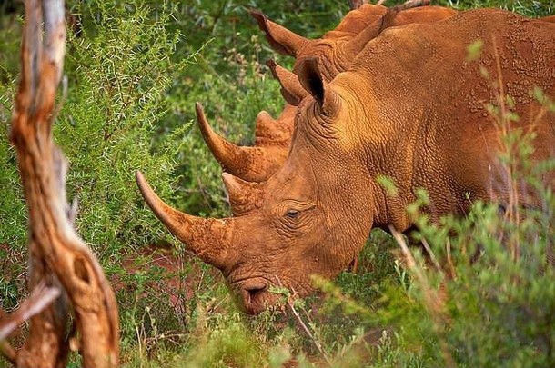 2019年南非贾马拉马迪克野生动物