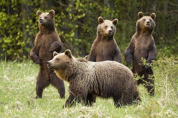春天，棕熊家族有三只好奇的幼崽站在后腿上。
