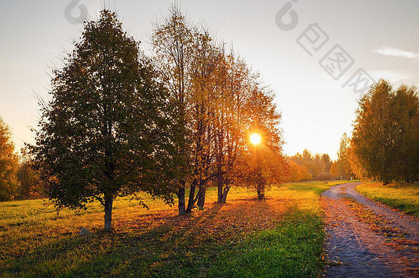 美丽的秋天景观金日落公园太阳树叶子