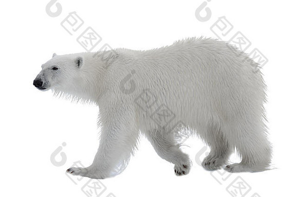 极地熊熊属maritimus孤立的白色背景