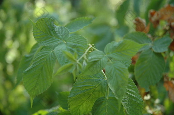 野生黑莓在美国南部大量生长。