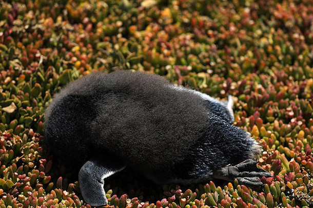 澳大利亚死去的小企鹅