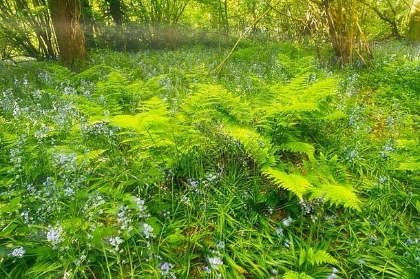 <strong>春</strong>天的阳光下，英国萨里郡，英国，欧洲，树林里的蕨类植物丛生，推着新的树冠