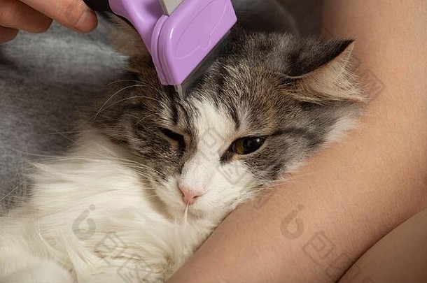 一名年轻女子正在用灭蚊器特写镜头为她的家猫梳理毛发