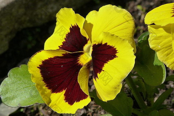 红色和黄色堇型花，背景