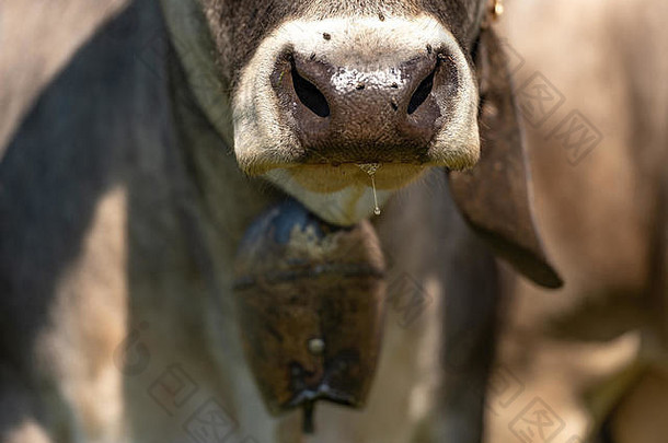 棕色（的）牛鼻子特写镜头牲畜的短
