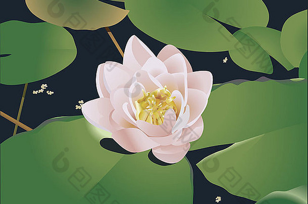 美丽的百合花。一个美丽的现实主义的百合花或荷花和百合花广告漂浮在池塘上的插图。
