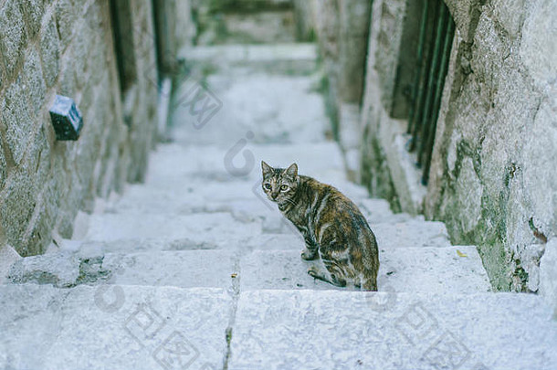 克罗地亚杜布罗夫尼克一条狭窄小巷里的流浪猫
