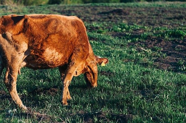 一头美丽的母牛在田野里吃草，母牛吃新鲜的绿草，这是一种清洁的<strong>环保产品</strong>