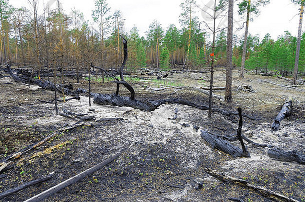 西伯利亚。森林火灾的后果