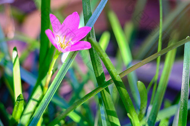 粉色的西风兰花，特写，该属植物的常见名称包括仙女、雨花、西风和雨百合，背景为自然
