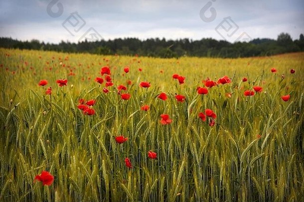 红色的田，<strong>夏日缤纷</strong>的背景。草地春天盛开的草。<strong>夏日</strong>花园景色