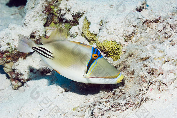 阿拉伯毕加索鱼（Rhinecanthus assasi），在巢中扇动和保护卵团。从红海到阿曼湾和阿拉伯湾。