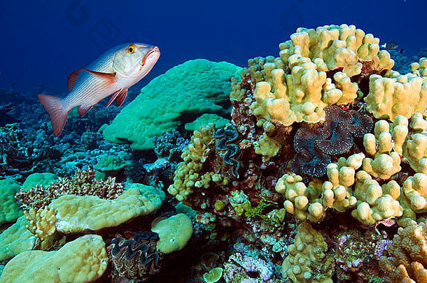 金门<strong>礁</strong>上有巨大蛤蜊的<strong>礁</strong>景。