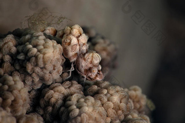 驼背软珊瑚虾（Hippolyte sp.）。菲律宾隆布隆的水下微距摄影