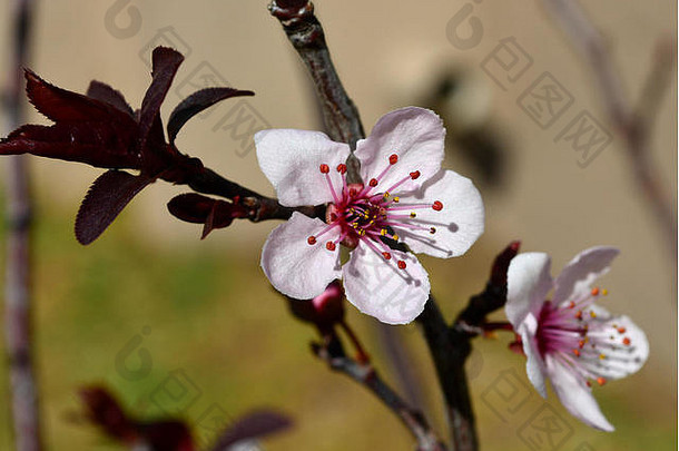 樱桃李花，红色的心形茎上有花粉，叶上有淡淡的酒红色。软背景。