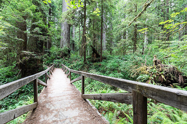 加利福尼亚州大<strong>草原</strong>溪红杉州立公园，一座木桥引领着徒步旅行者沿着詹姆斯·欧文小径前行。
