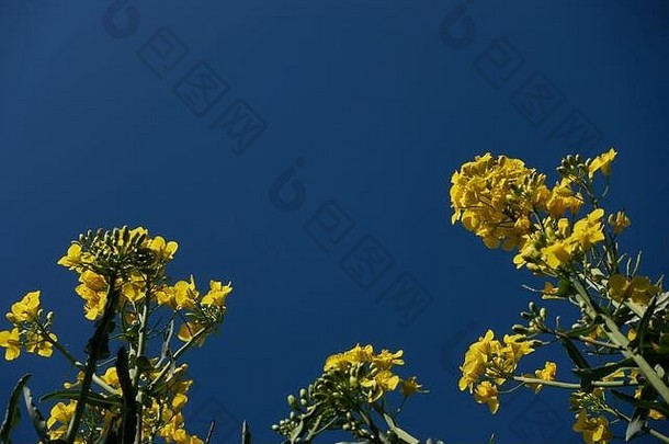 黄色的油菜田旁植物，深蓝的天空，深邃的透视
